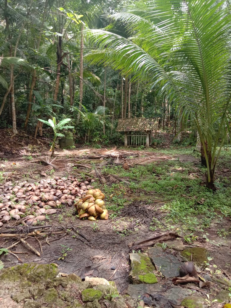 Monyet Liar Berkeliaran di Pemukiman Warga Krengseng